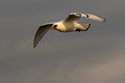 Ivory Gull