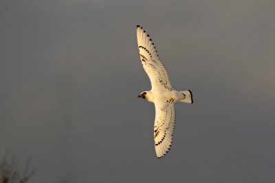 Ivory Gull