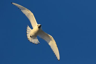 Ivory Gull