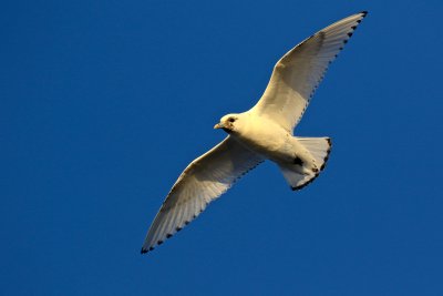 Ivory Gull