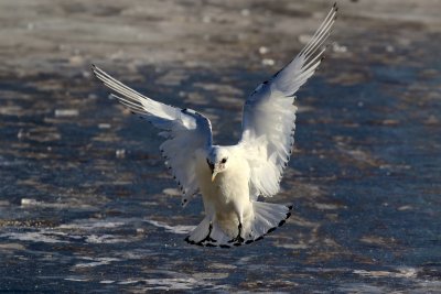 Ivory Gull