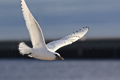 Ivory Gull