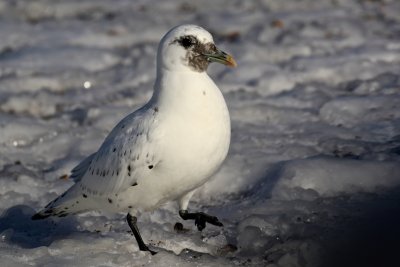 Ivory Gull