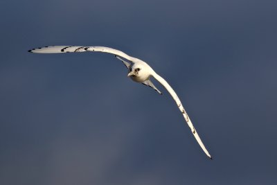 Ivory Gull