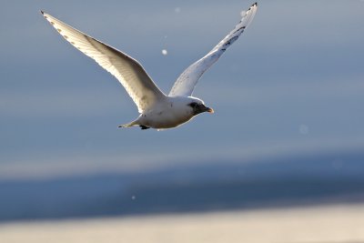 Ivory Gull