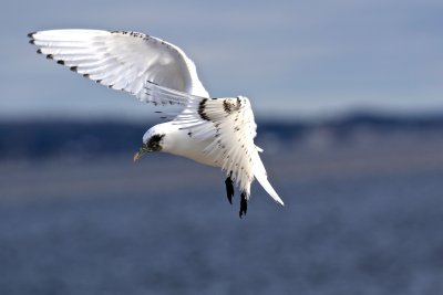 Ivory Gull