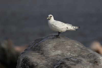 Ivory Gull