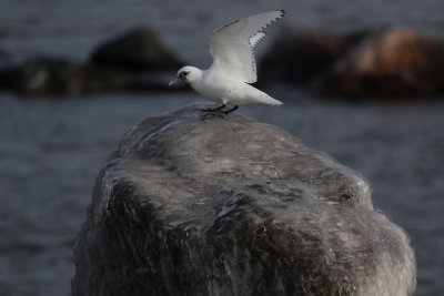 Ivory Gull