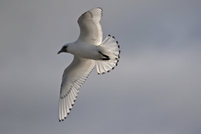 Ivory Gull