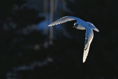 Ivory Gull