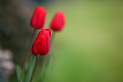 Tulips Garden