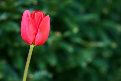 Tulips Garden