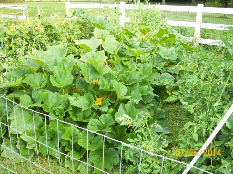 Garden 07-23-2014 04.JPG