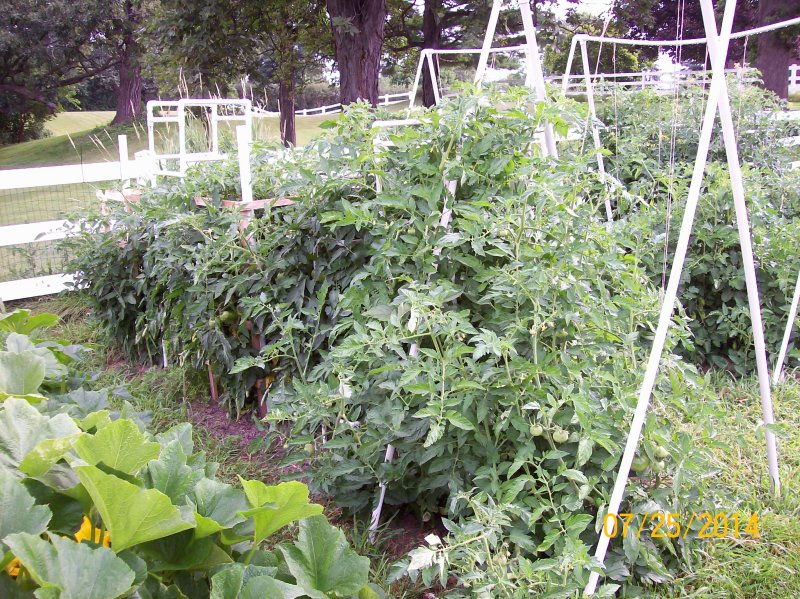 Garden 07-23-2014 05.JPG