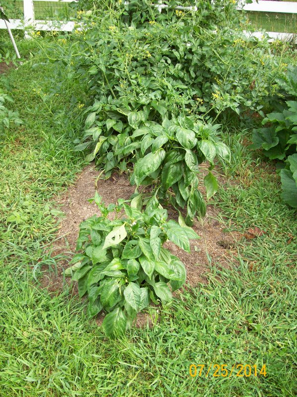 Garden 07-23-2014 06.JPG