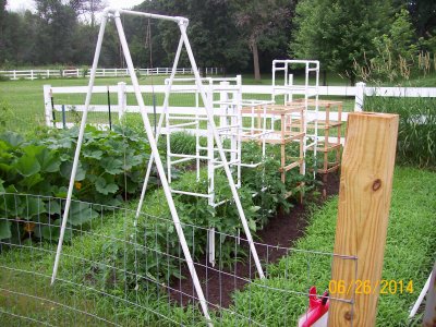 Determinante-indeterminante Tomato.JPG