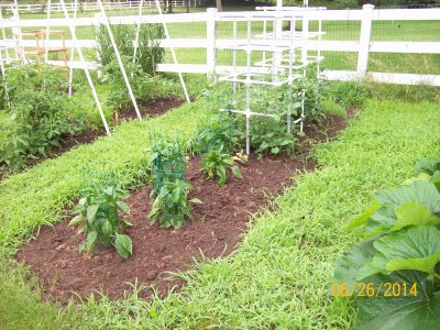 Peppers-Determinate Tomato.JPG