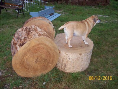 Gracie up on a pedistal 02.JPG