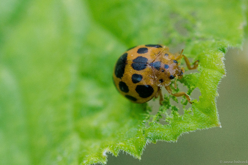 lady bug