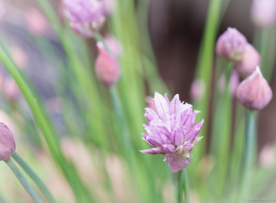 chive macro.jpg