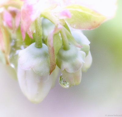 blueberry macro.jpg