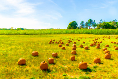field of pumpkins.jpg