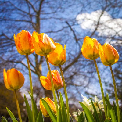 tulips reaching for the sun