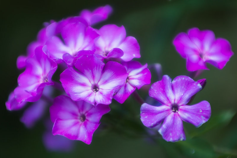Fleurs 