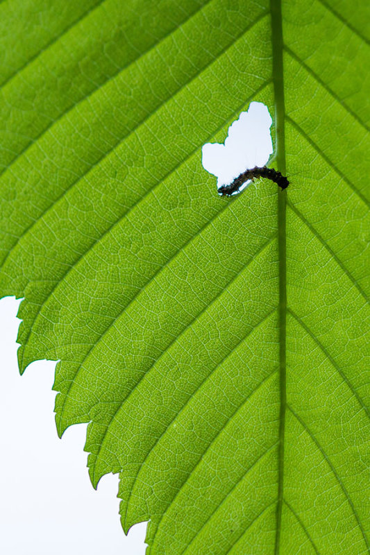 Larve et Feuille
