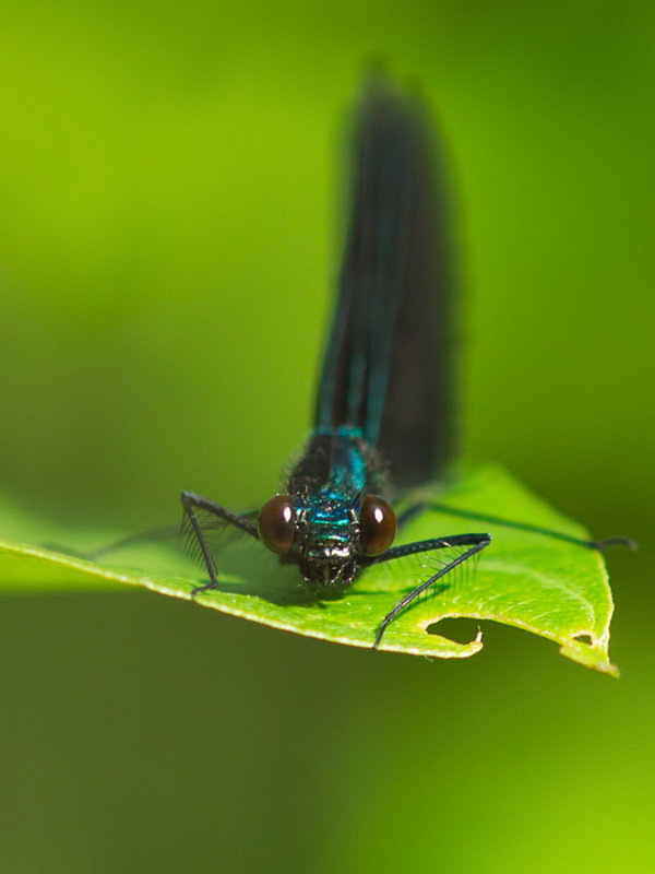Demoiselle bistre - Calopteryx maculata 