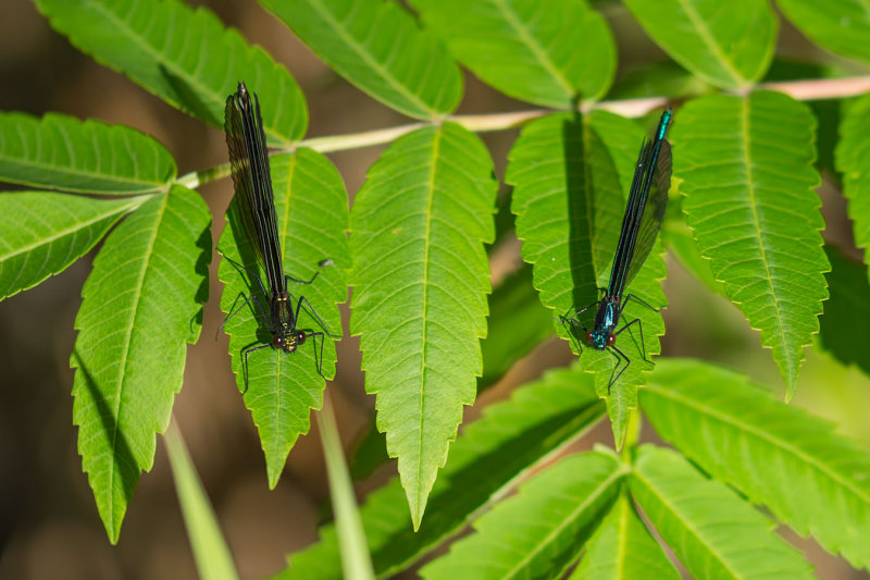 Demoiselles bistres - Calopteryx maculata 