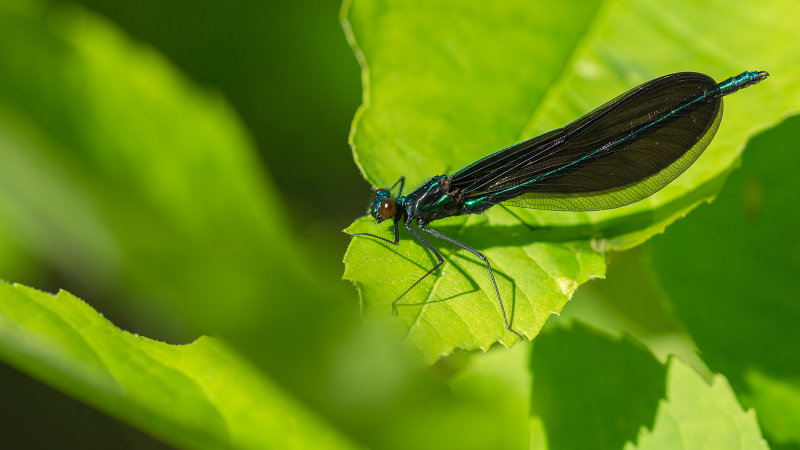 Demoiselle bistre - Calopteryx maculata