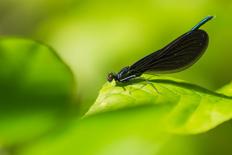 Demoiselle bistre - Calopteryx maculata 