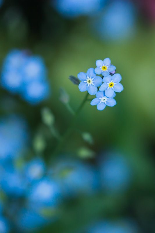 Myosotis
