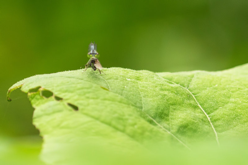 Gentille Demoiselle