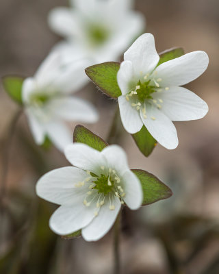 Hépatiques à lobes aigus