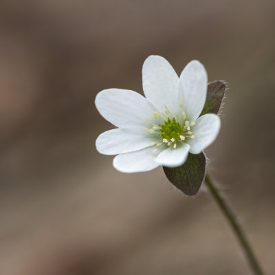 Hépatique à lobes aigus