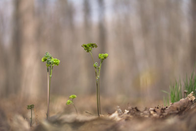 Pigamons  feuilles d'Ancolie (Thalictrum aquilegifolium) 