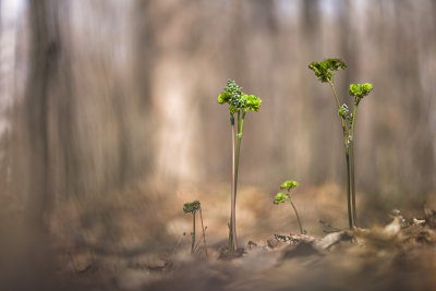 Pigamons  feuilles d'Ancolie (Thalictrum aquilegifolium)