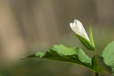 Trille blanc 