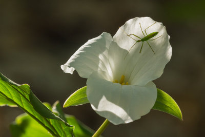 Htroptre sur Trille blanc