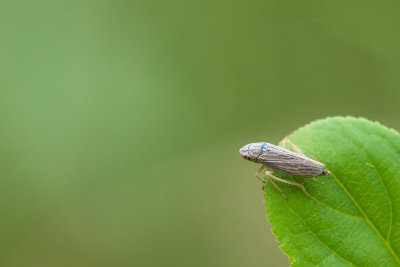 Cicadelle 