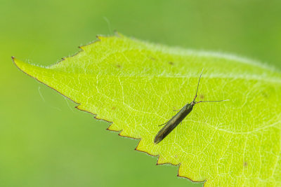 Lépidoptère