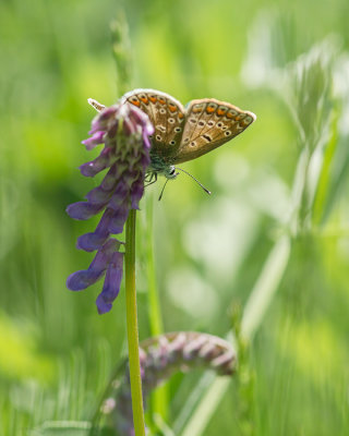 Lpidoptre sur Vesse jargeau