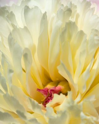 Pivoine
