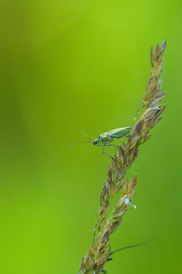 Miridae