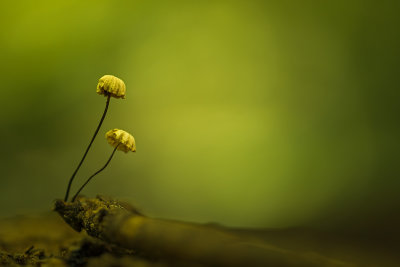 Champignons