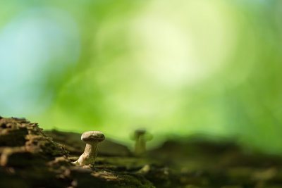 Champignon