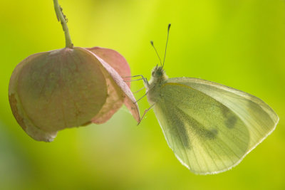 Lpidoptre