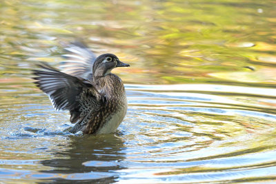 Canard branchu (femelle) 